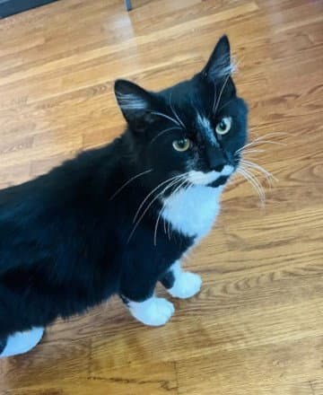 Asher KITTEN