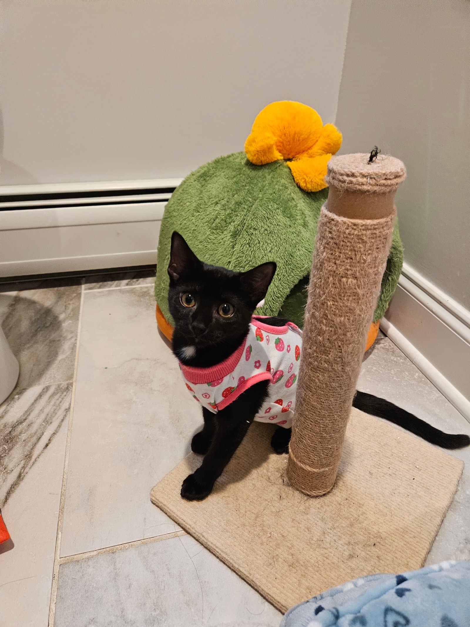 Korn KITTEN