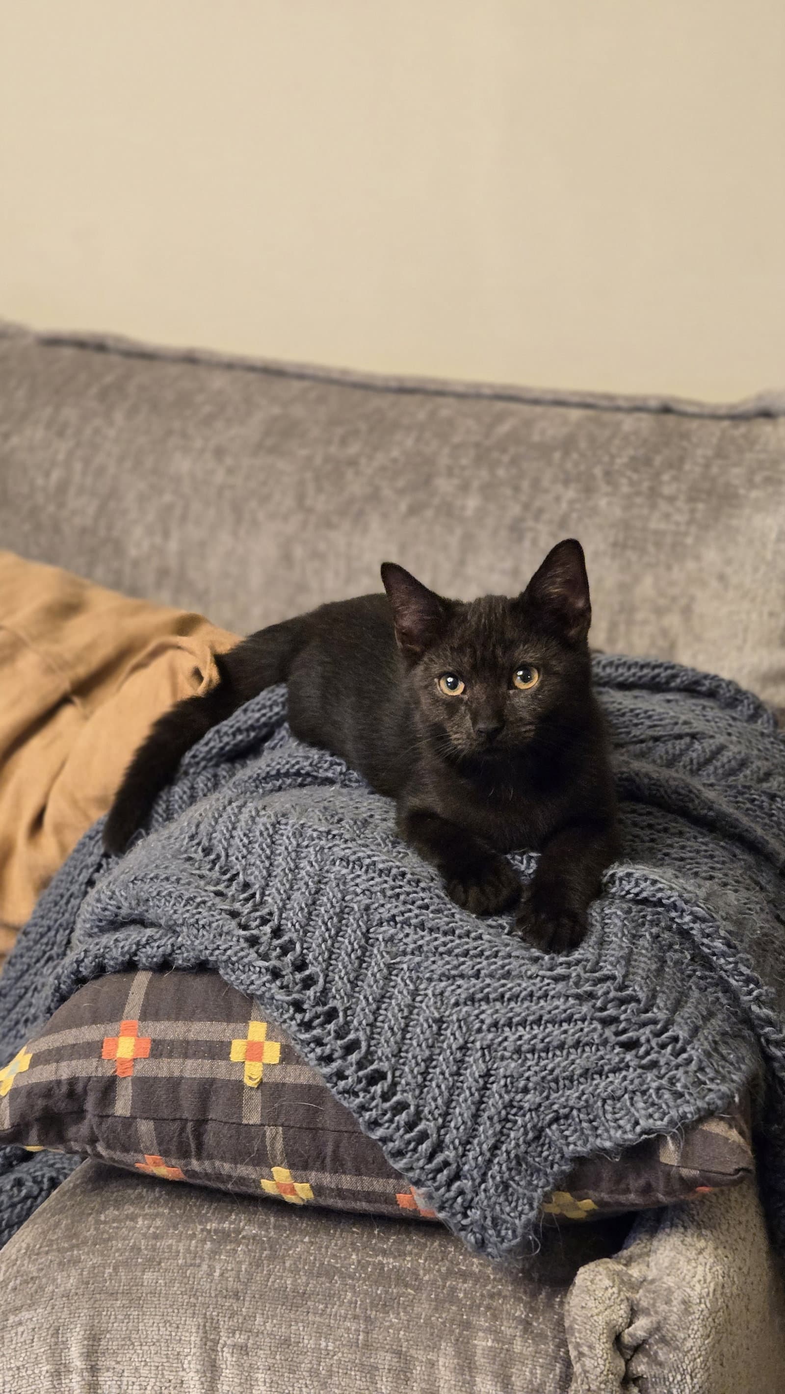 Raven's Brownie KITTEN