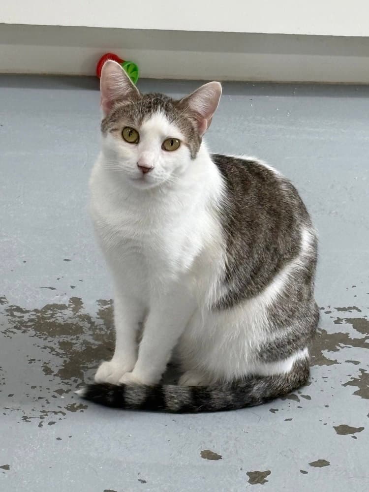 Sarabi
