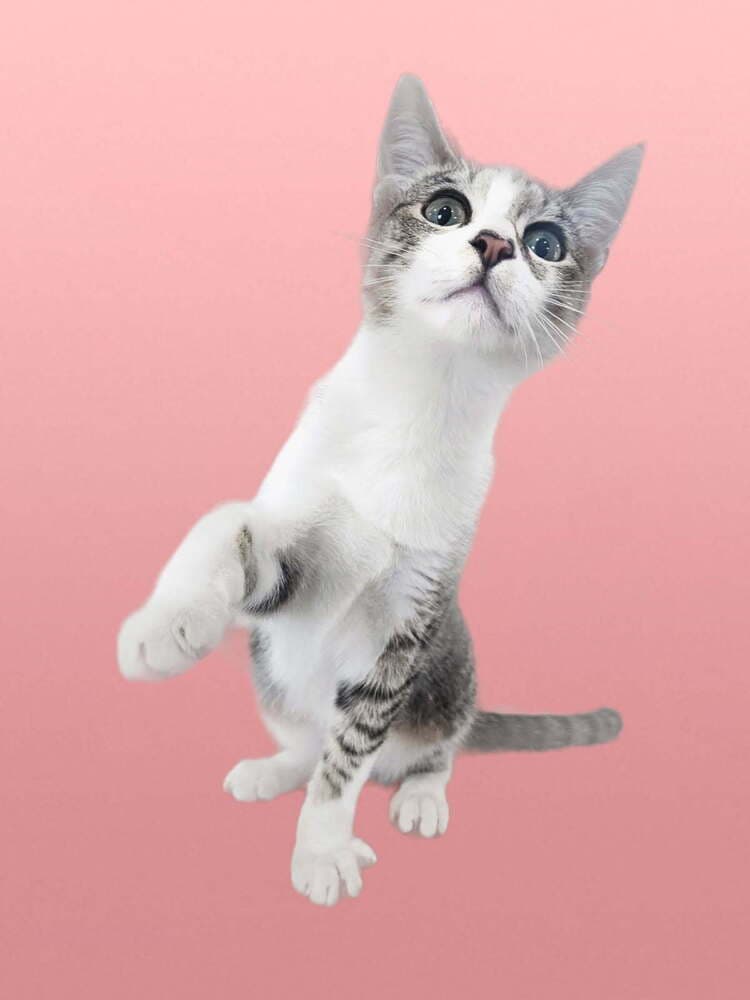 Nimbus