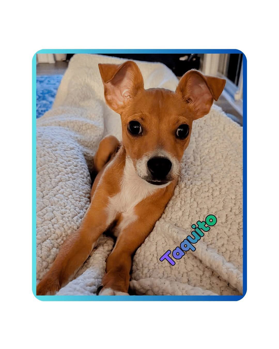 Taquito