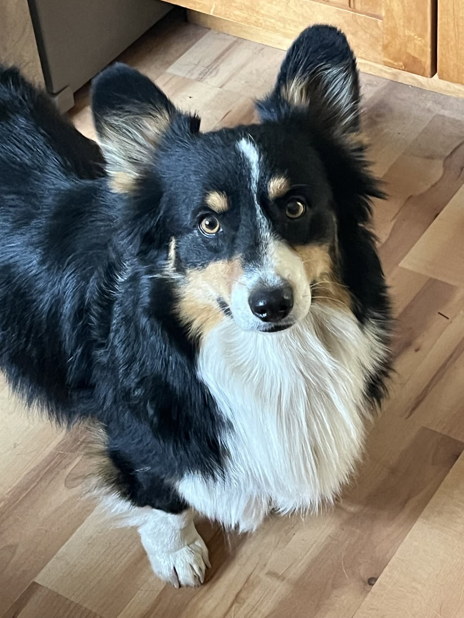 Oreo