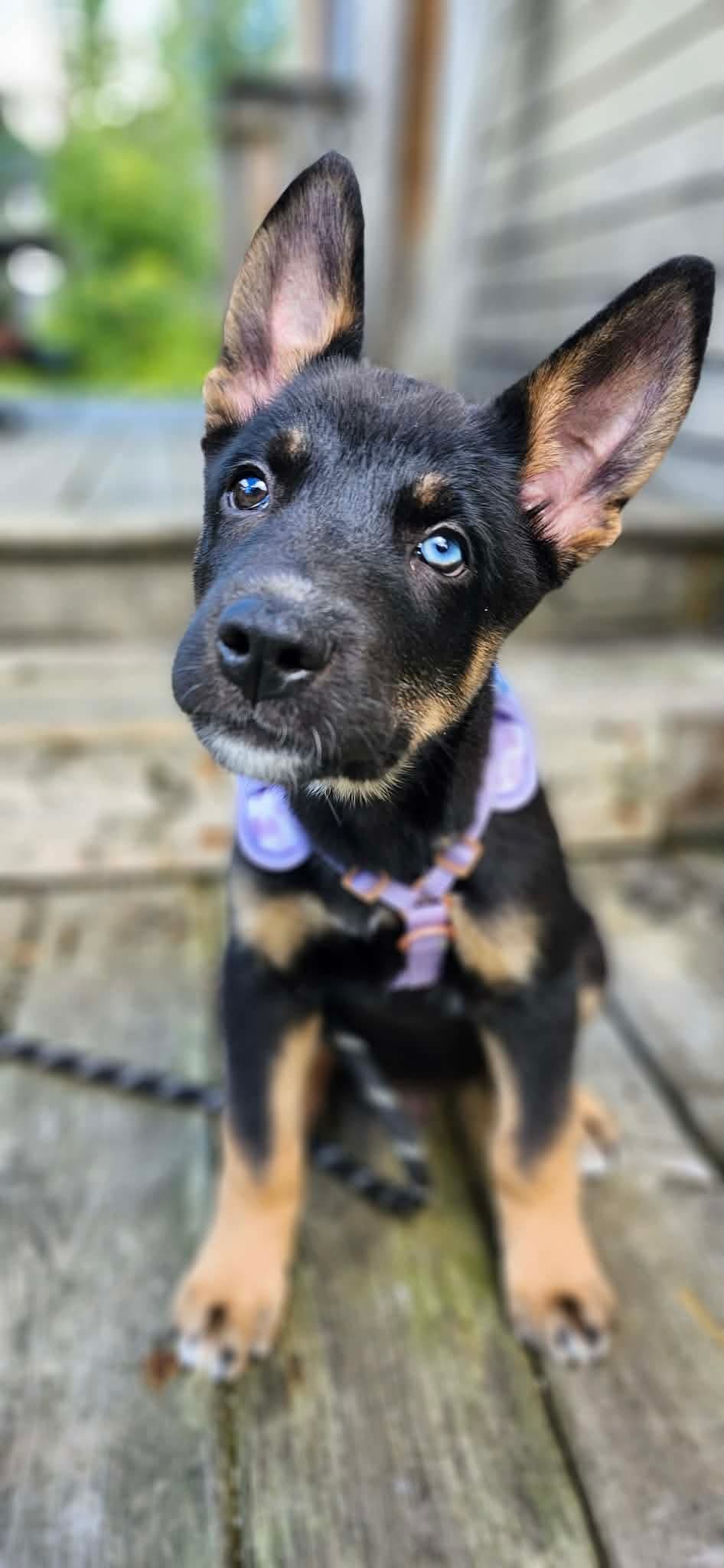 Bowie