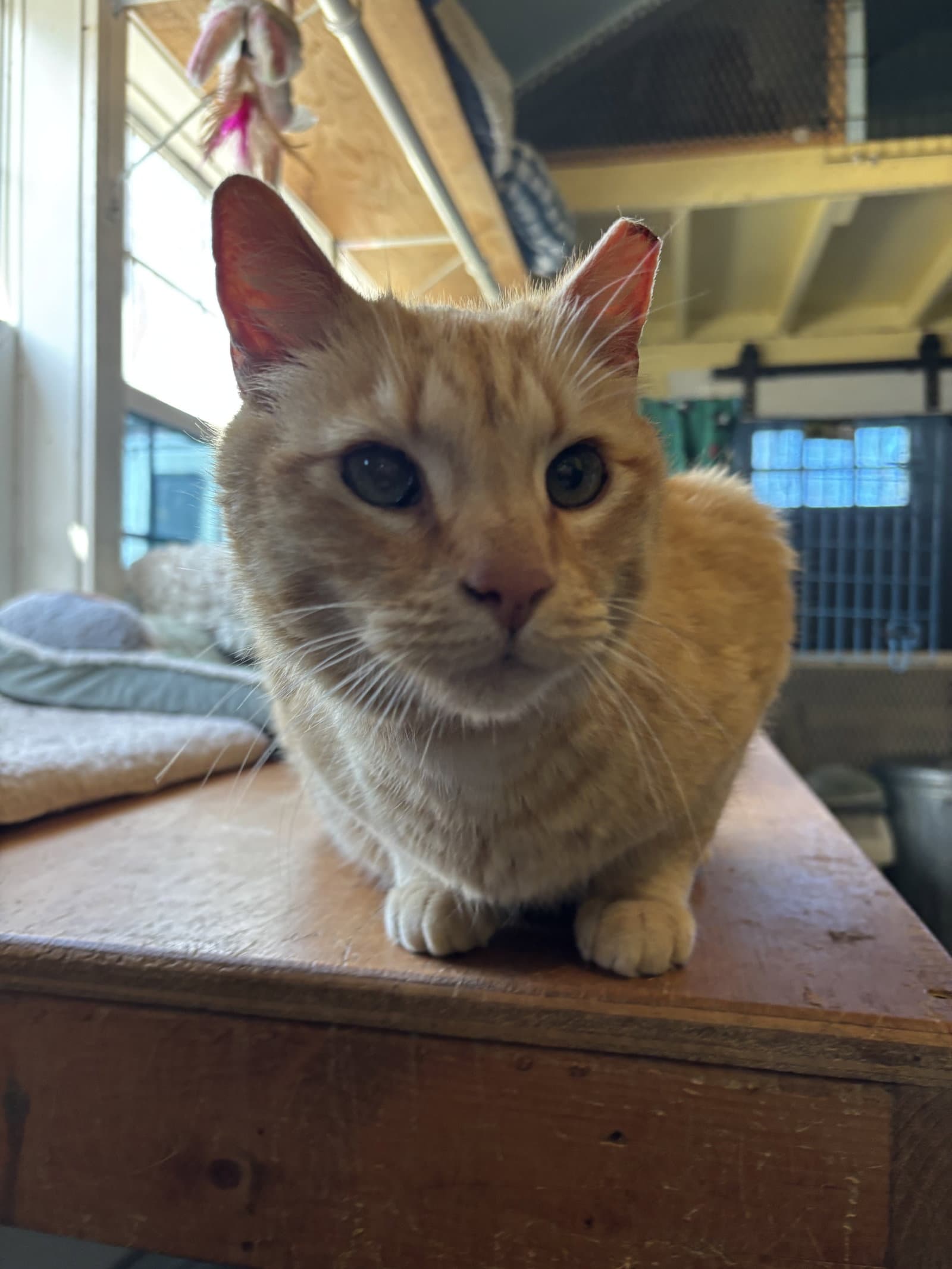 Cheddar