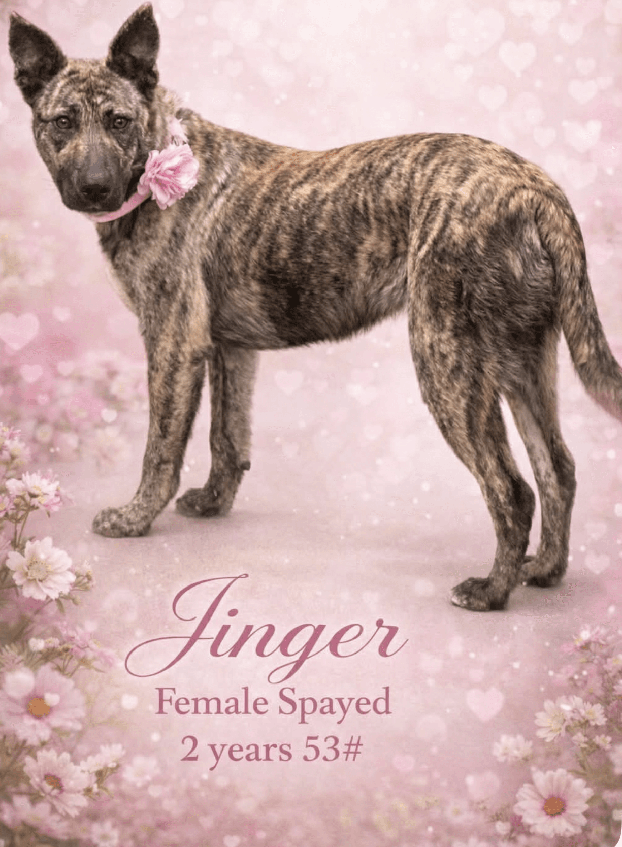 Jinger