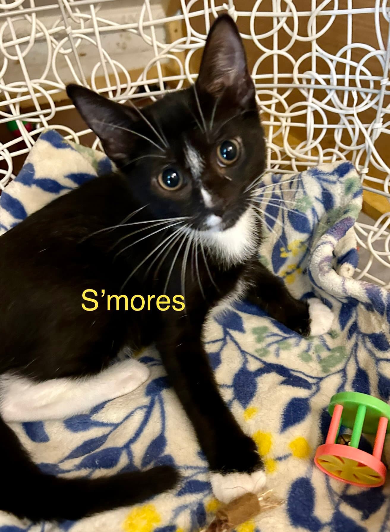 Smores