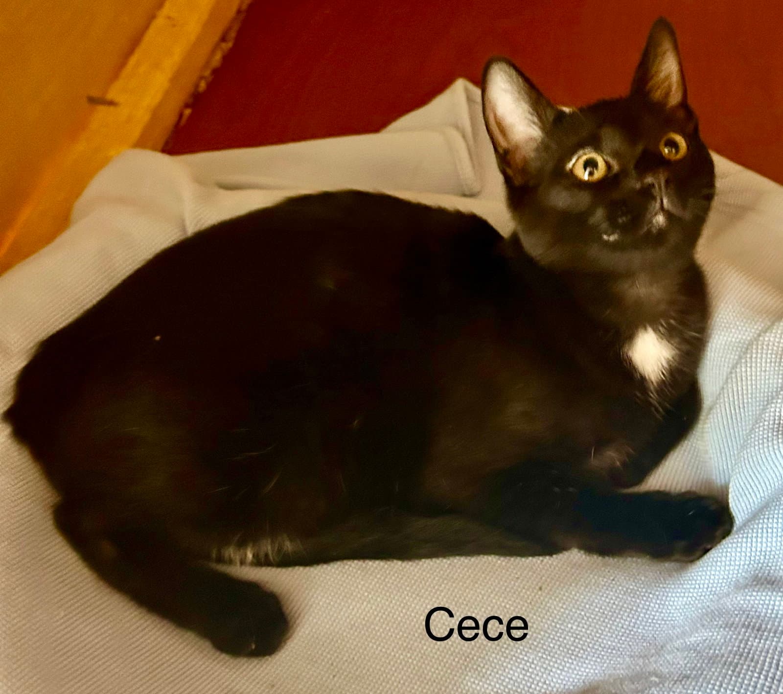 Cece