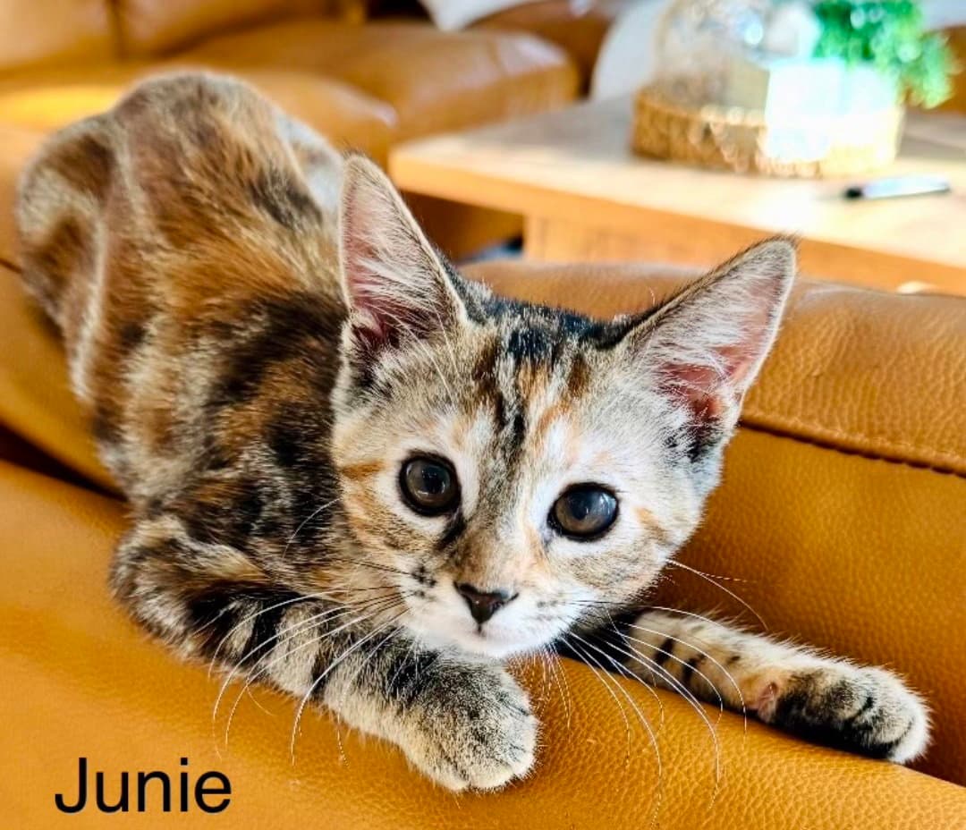 Junie