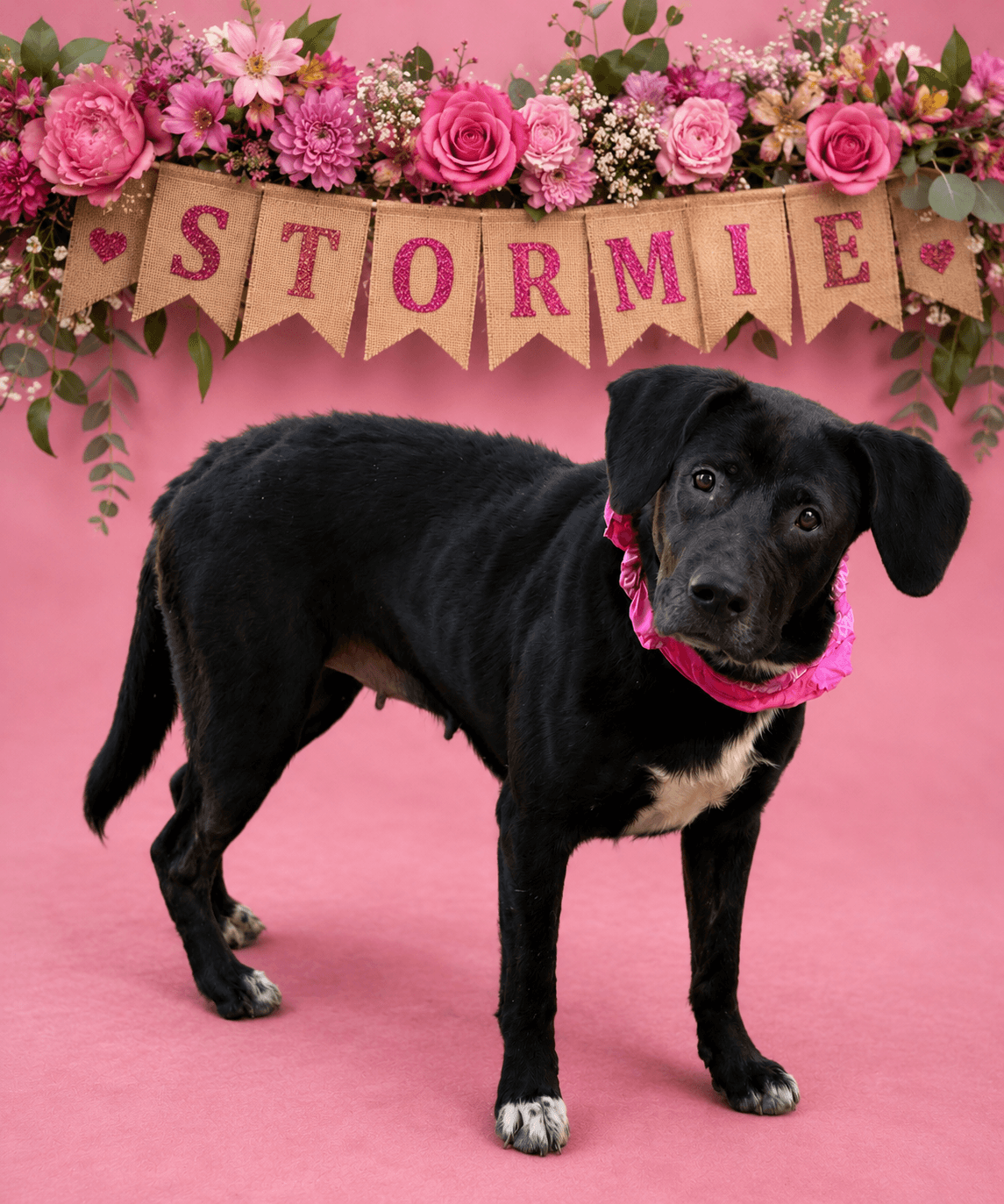 Stormie