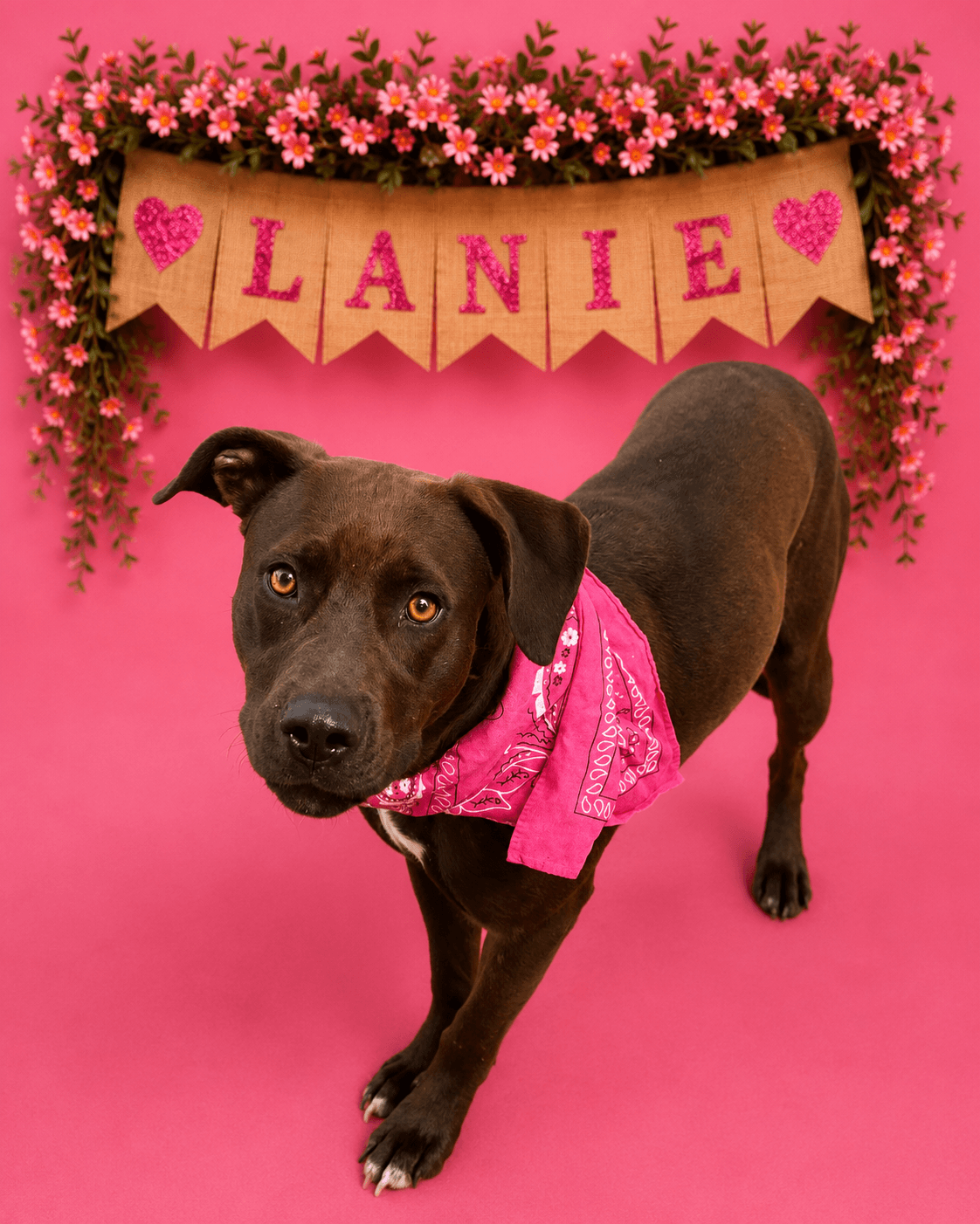 Lanie