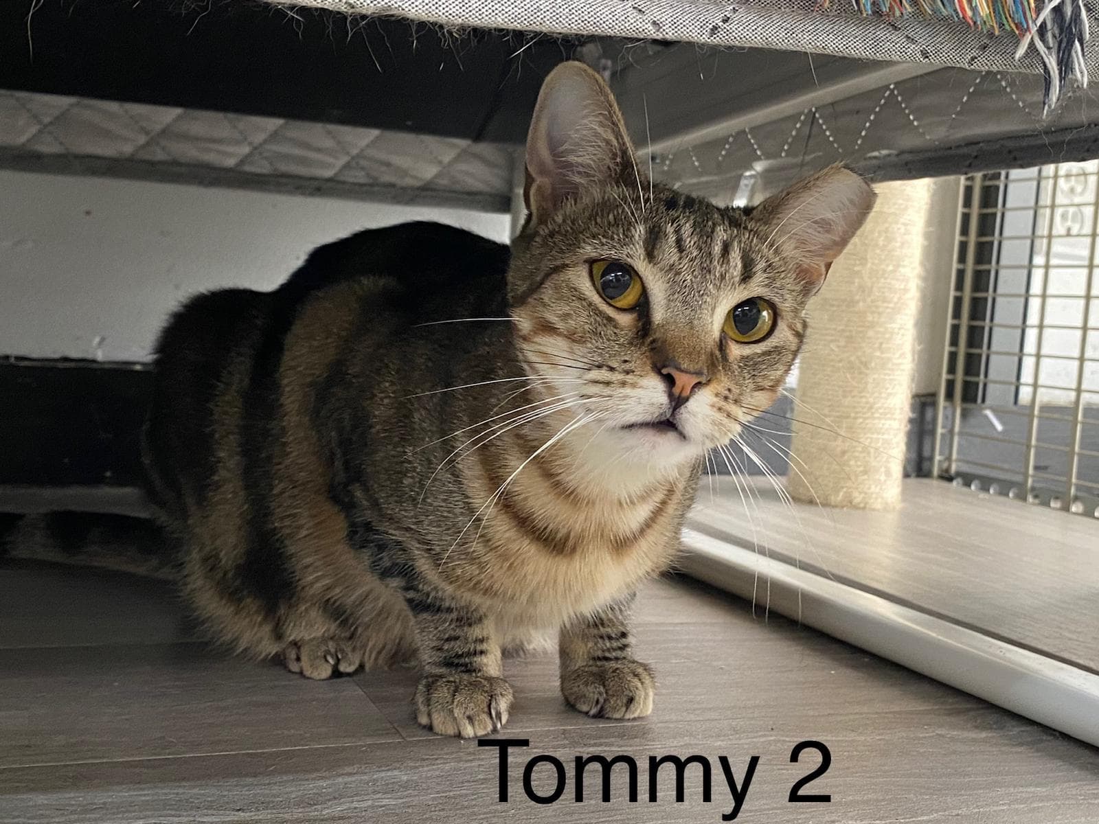 Tommy 2