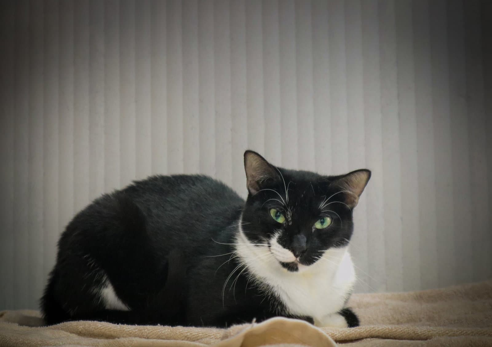 kali