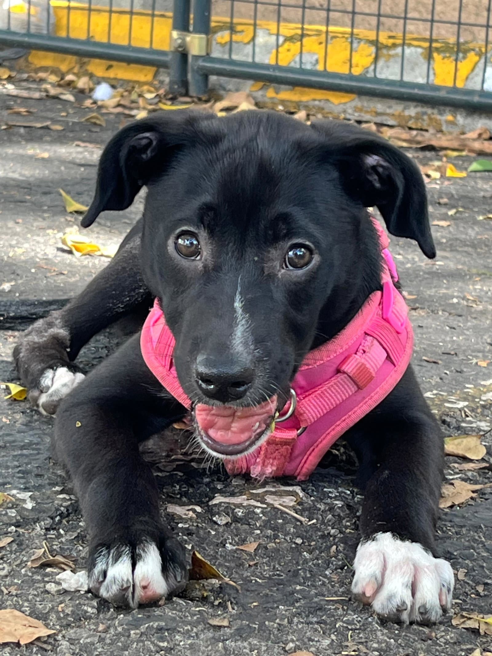luna