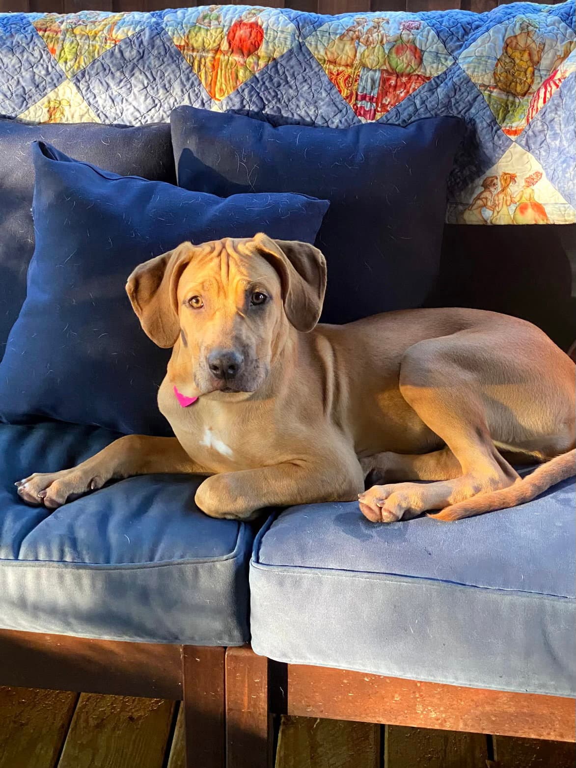 bella