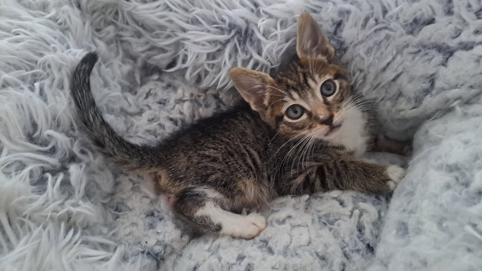 jaspurr