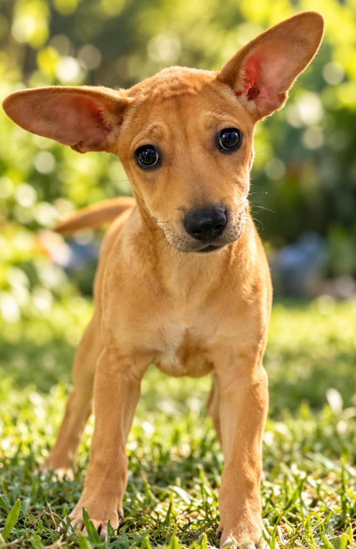 GIGI