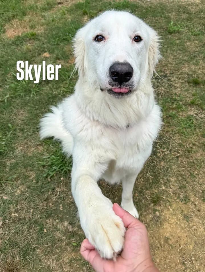 Skye AKA Skyler