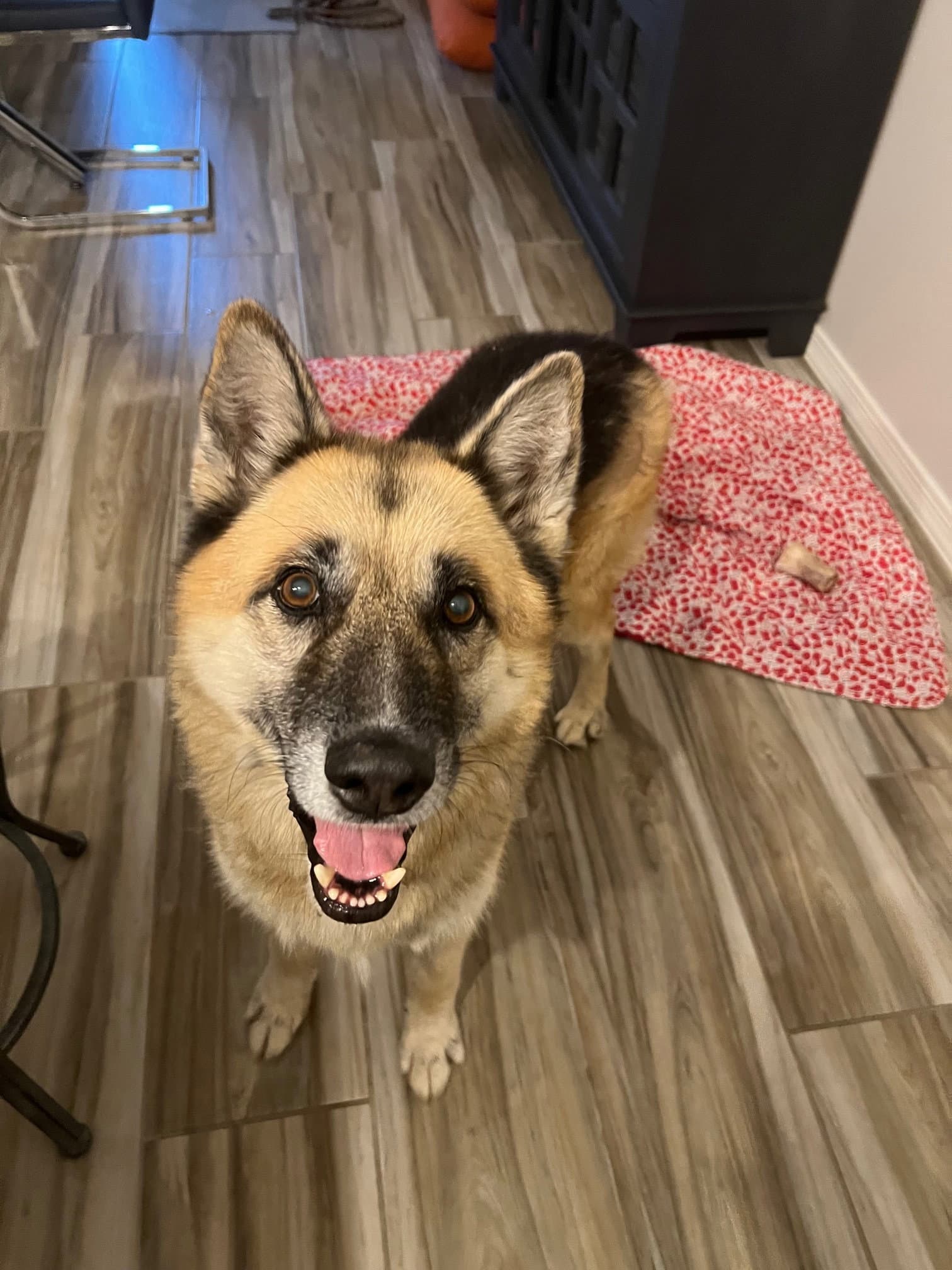Toby (Courtesy post)