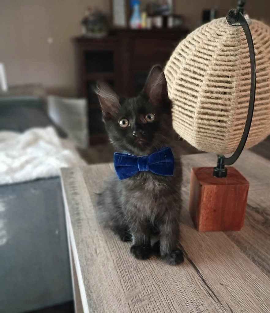 Oliver (& Thor) [CP]