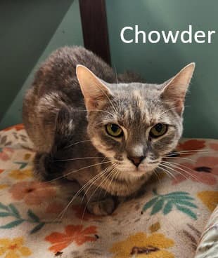 Chowder
