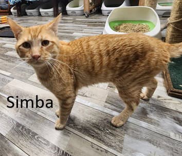Simba