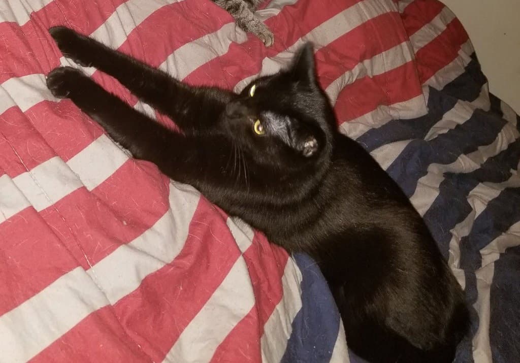 Smokey (Courtesy Post)