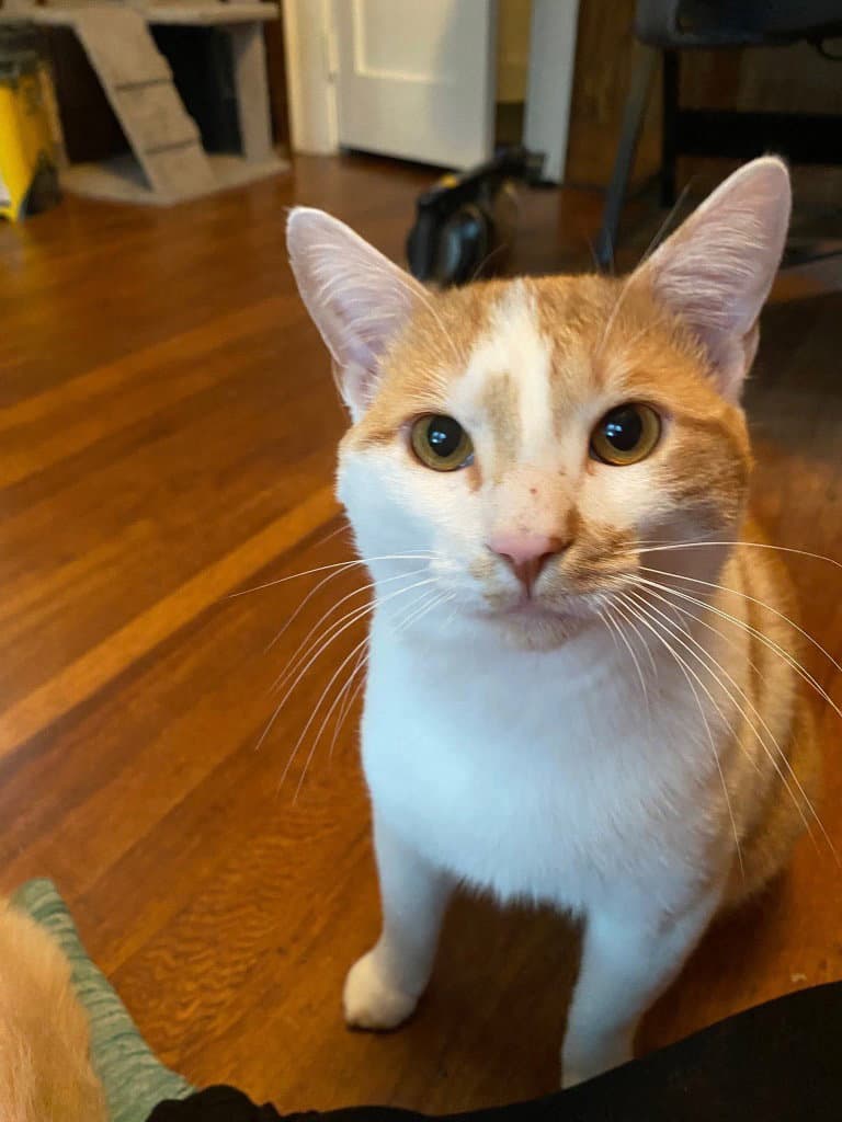 Ralphie (Courtesy Post)