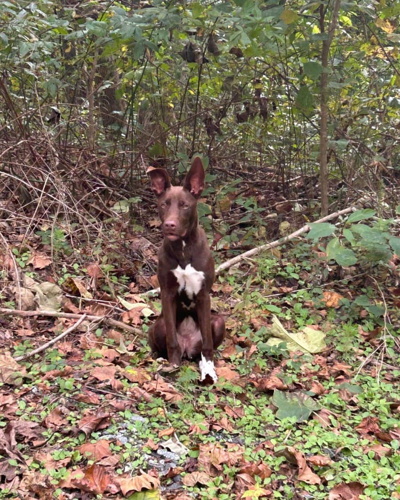 Sadie (Courtesy Post)
