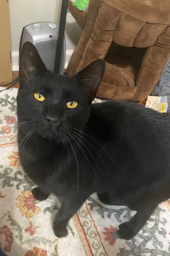 Ozzy (Courtesy Post)