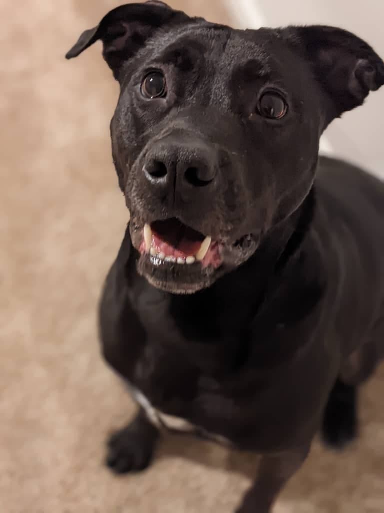 Benny (Courtesy Post)