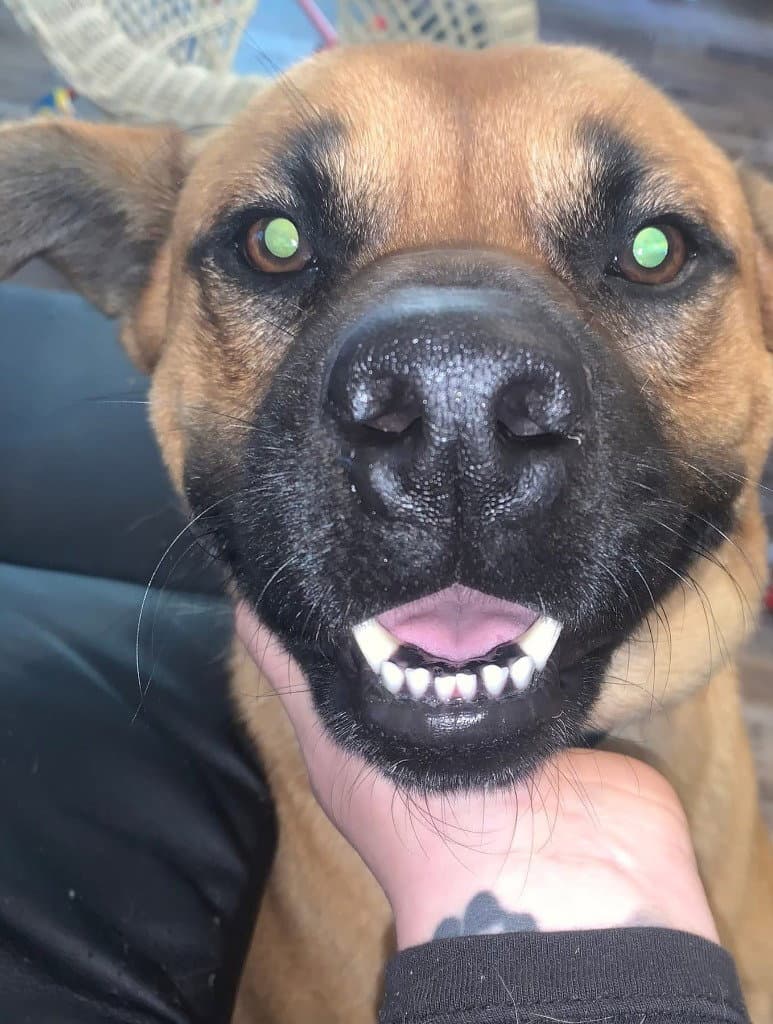Duke (Courtesy Post)