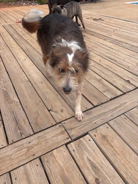Piper (Courtesy Post)