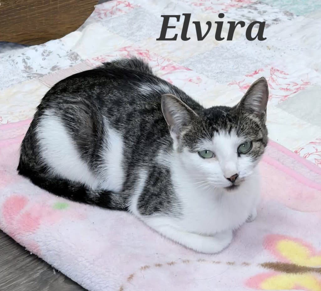 Elvira