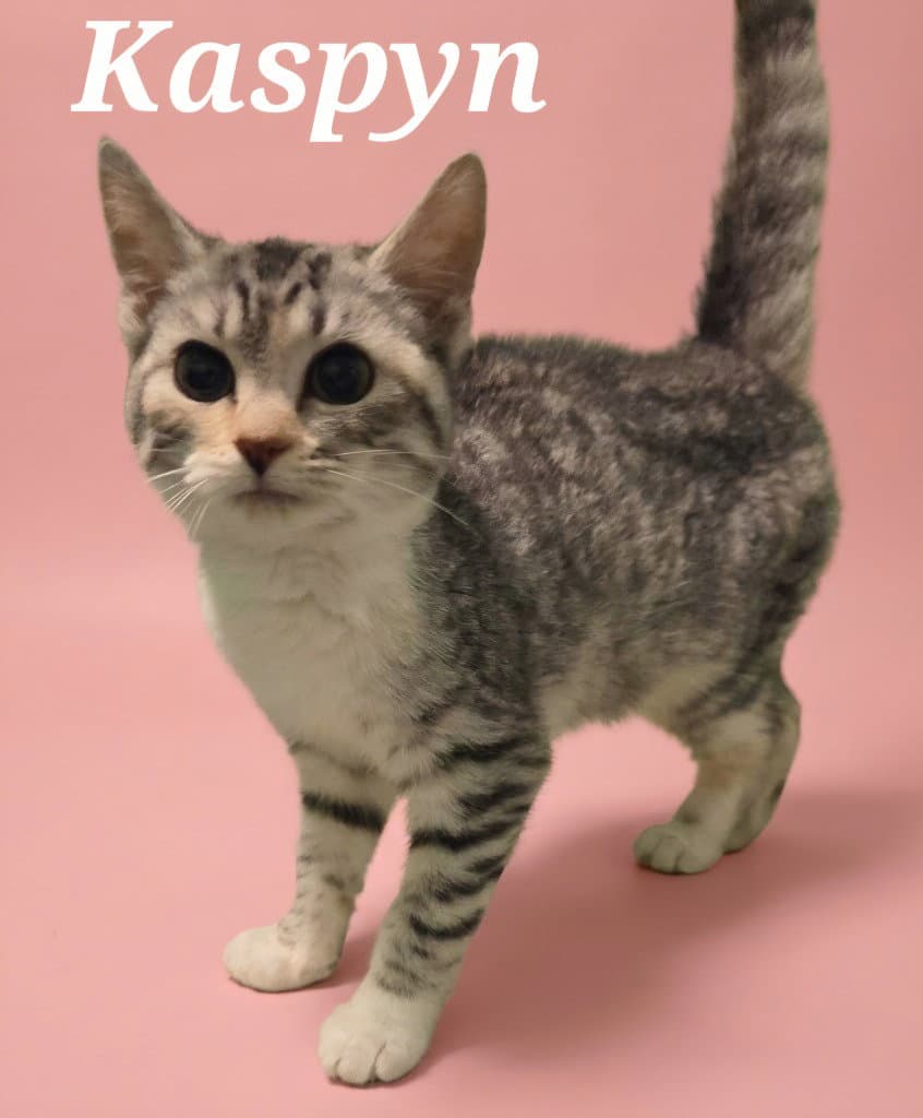 Kaspyn