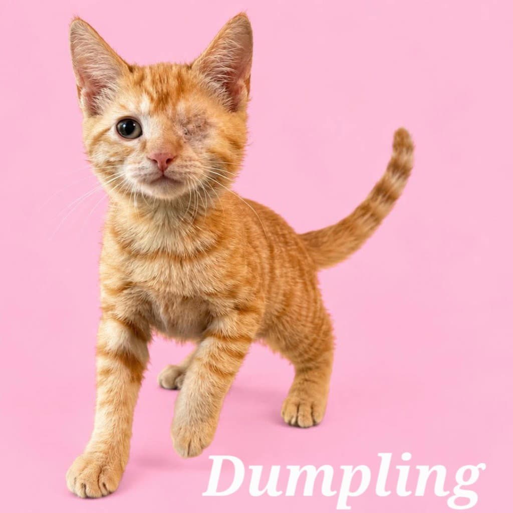 Dumpling (Courtesy Post)
