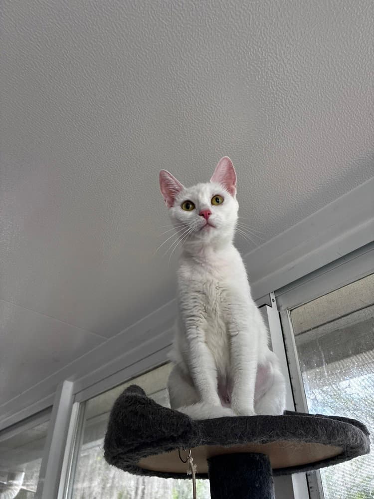 Mama Snow