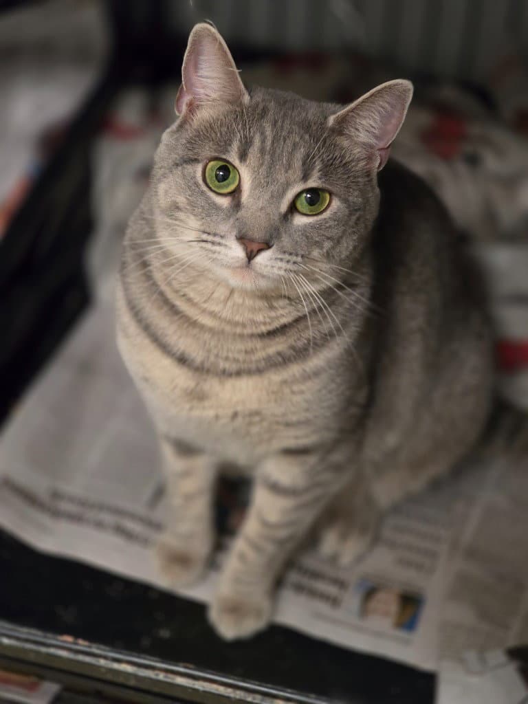 Pearla
