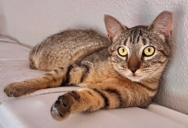 Amira - looking for long term love