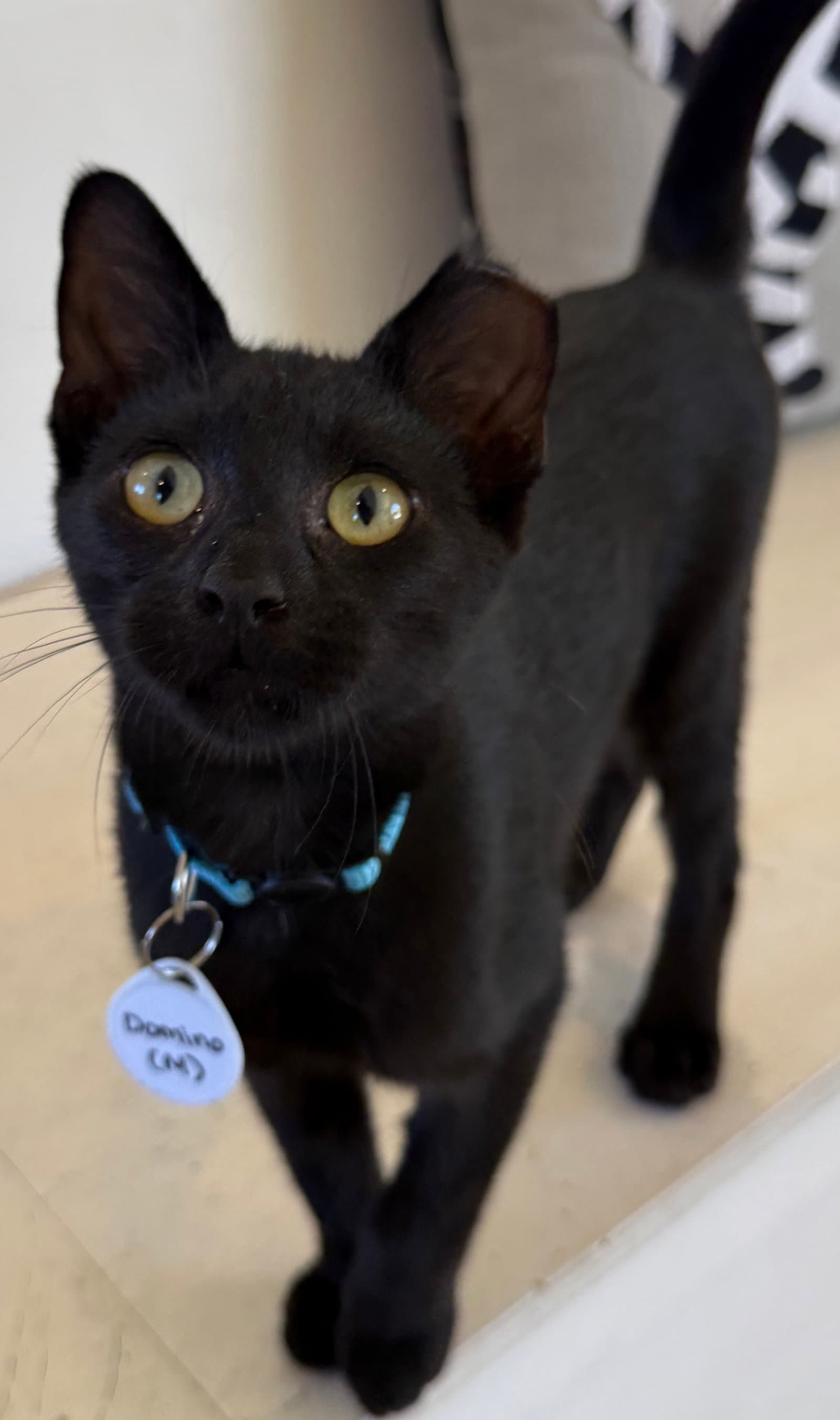 Domino - playful panther - CCC