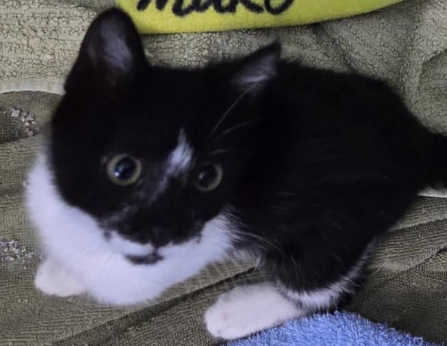 Oreo & Flower - mini mischief in tuxedos
