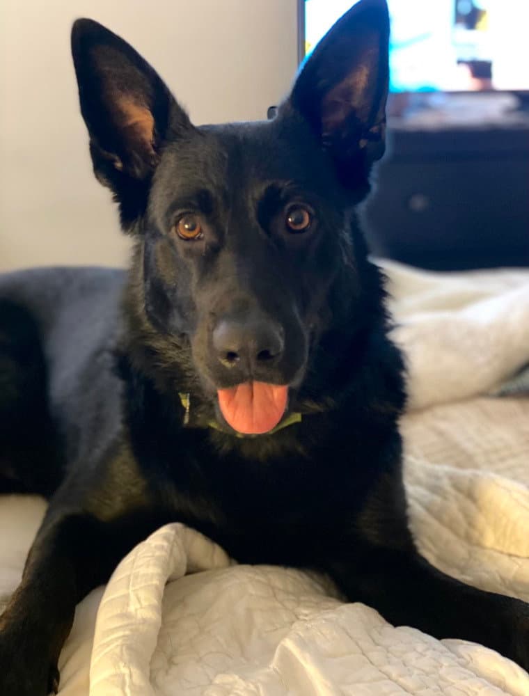 Maverick (Tangerine Litter)