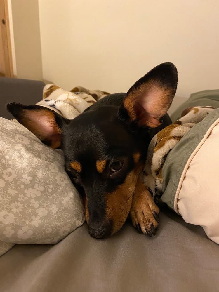 Roxie