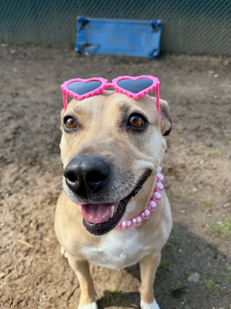 Maggie Moo