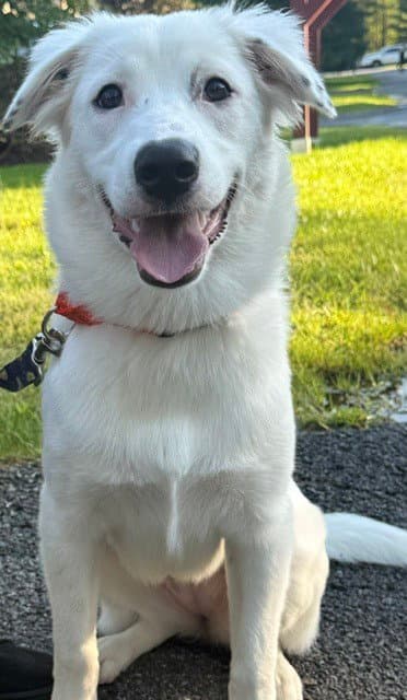 Daphne (D Pups)