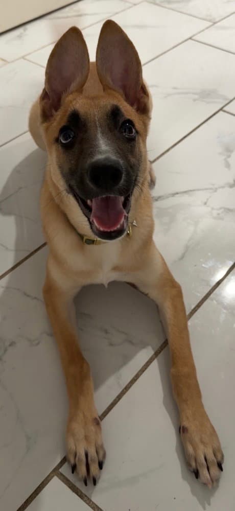 Iris (I Pups)