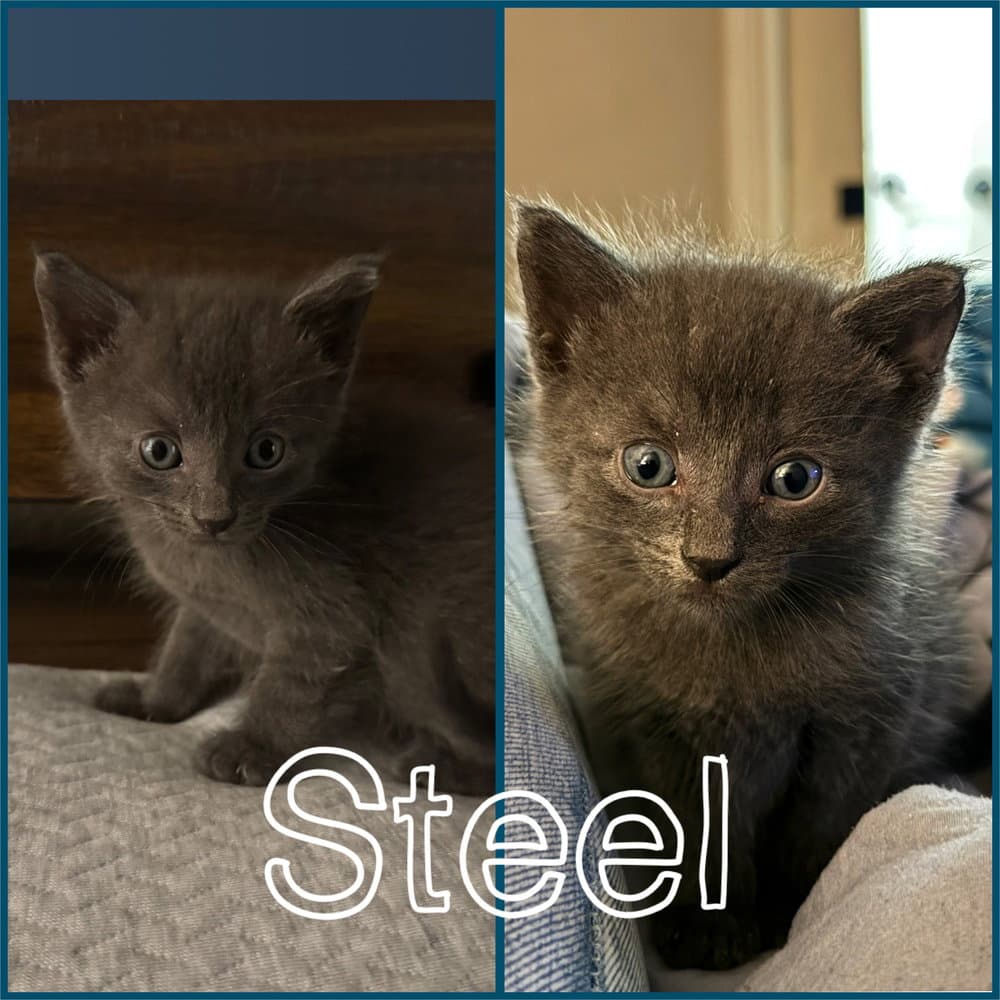 Steel