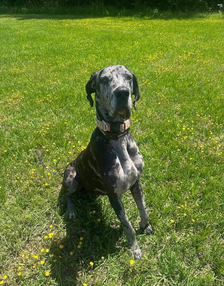 Duke the Dane