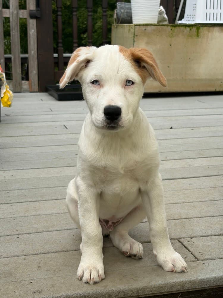 Naga (N Puppies)