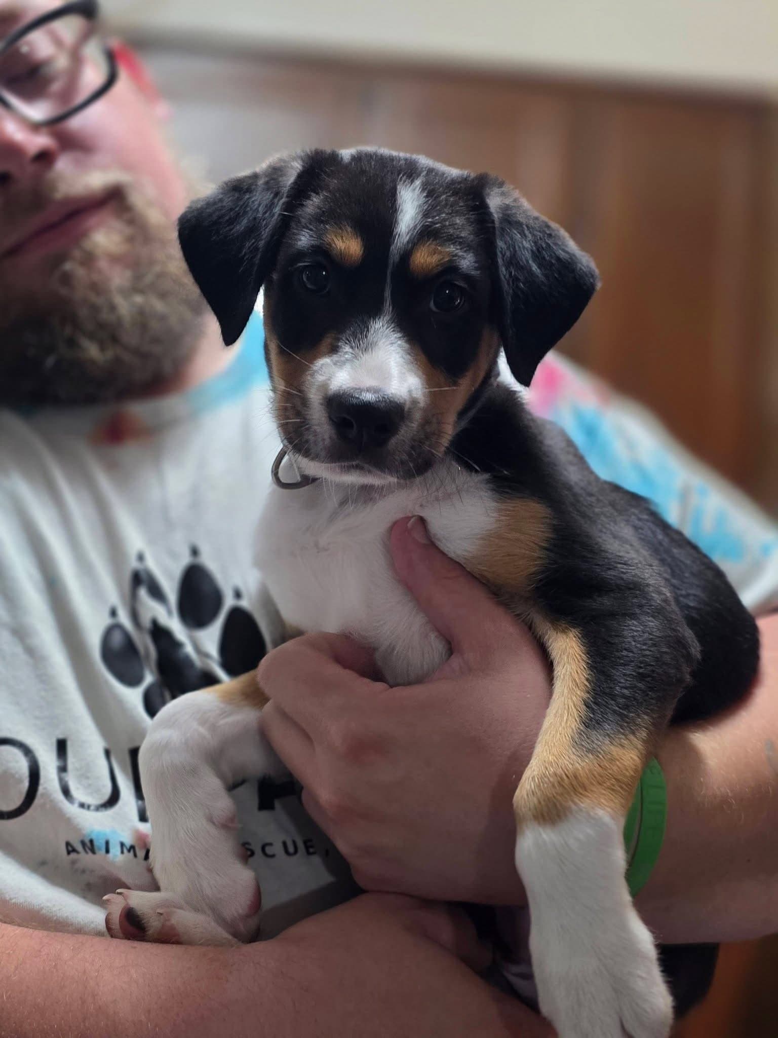 Pippa